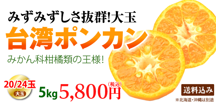 台湾直輸入！ みかん科柑橘類の王様 台湾ポンカン５kg/大玉20玉01